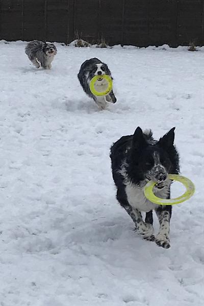 dogs in snow 1